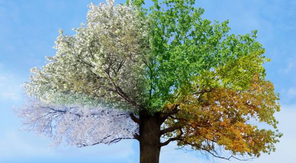 albero