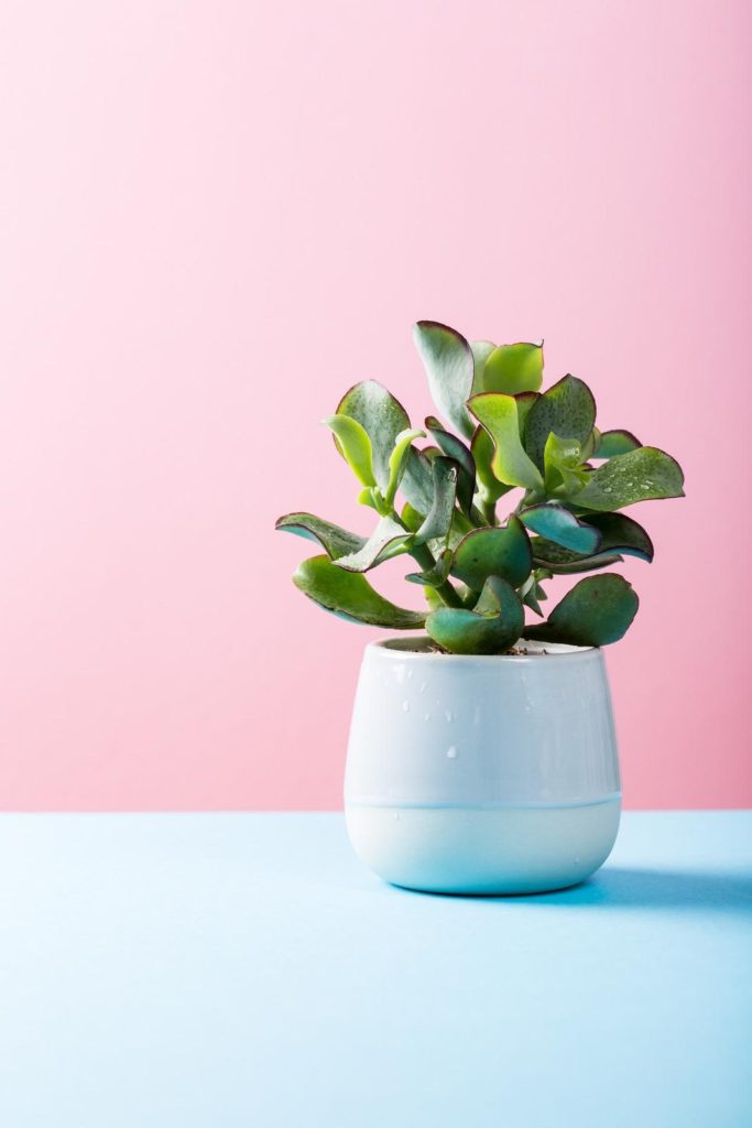 pianta succulente